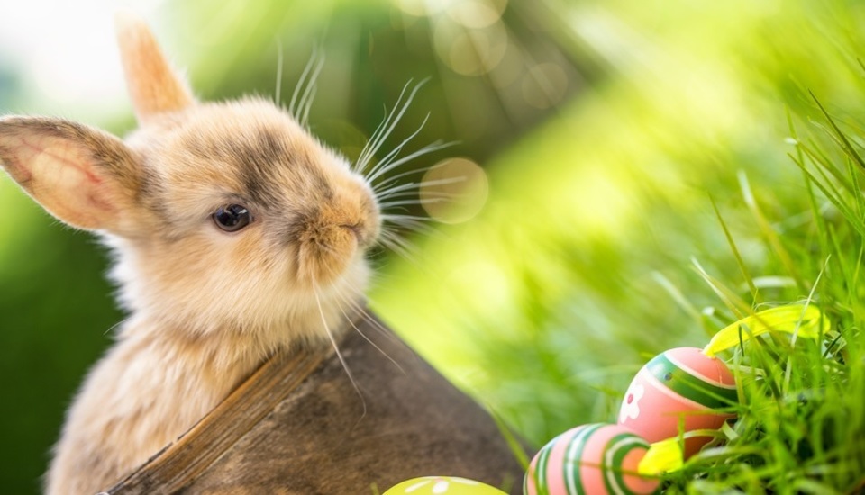 Osteraktion für Firmen